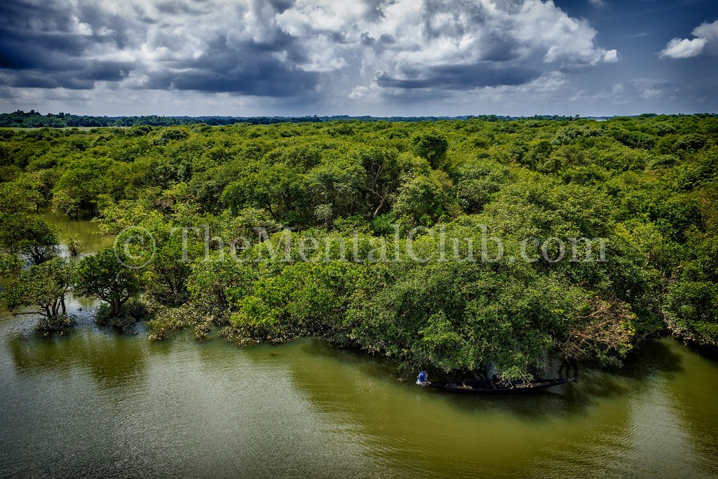 A bird's eye view of Ratargul Swamp Forest, Sylhet.