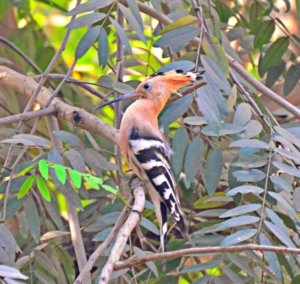 Ballabhpur Wildlife sanctuary in Birbhum