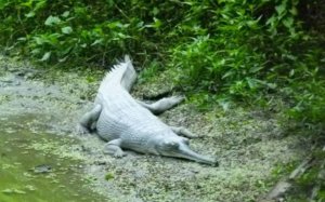 crocodile in Bethuadahari Wildlife Sanctuary