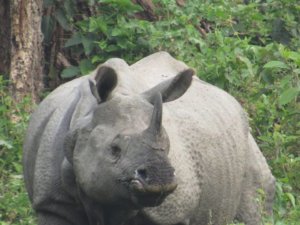 One horned Rhino