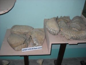 Jaldapara Museum