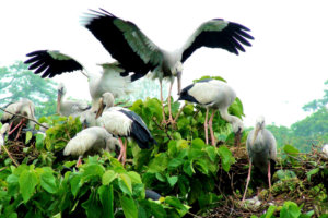 Birds in Raiganj Bird Sanctuary