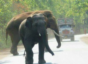 Elephant on the road of Joypur Jungle