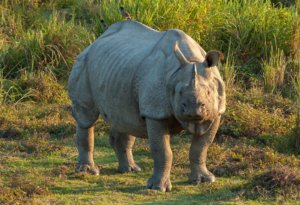 Gorumara National Park-Indian rhinoceroses