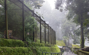 Padmaja_Naidu_Himalayan_Zoo_Darjeeling