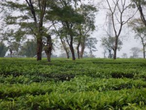 Jalpaiguri-Rajpur Tea Garden