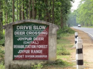 Joypur Jungle side