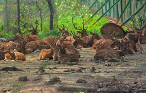 The Deer Park in Burdwan