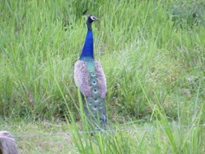 Peacock in Buxa National Park