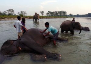 elephant-bath-at-murti-river