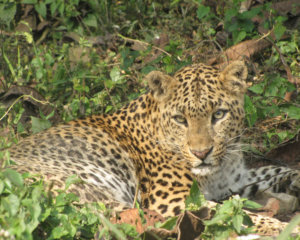 jaldapara-wildlife-leopard