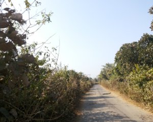 on-the-way-to-jhilimili-forest
