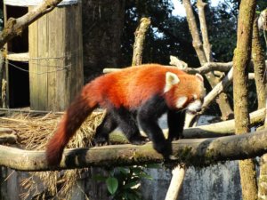 red panda in padmaja-naidu-himalayan-zoological-park-himalayan-wolf