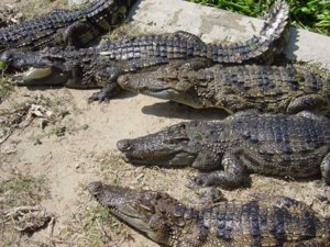 Crocodile in Sundarban