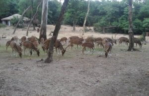 Deer in Surulia Deer Park or forest