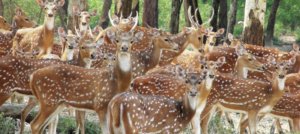 Deers in jhargram