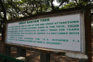 History of great Banyan tree