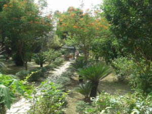 Itachuna Rajbari- garden