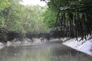 Nature of Sundarban