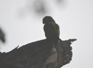 Parrot at Saheb Bandh