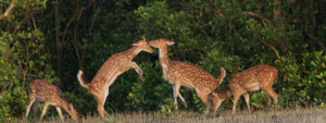Playing Deer in Sundarban