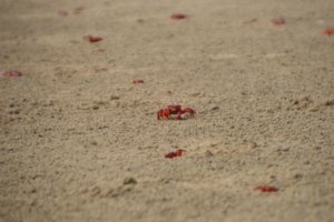 Red crabds in Shankarpur Bridge