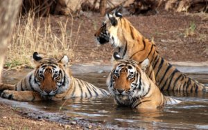 Royal Bengal tigers in sundarbans-national-park
