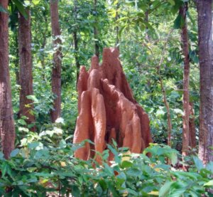 Termite mound in Sal Forests of Nayagram