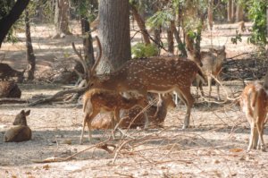 deer in Jhargram mini zoo