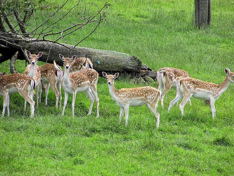 spotted deer in Bibhutibhushan wildlife Sanctuary