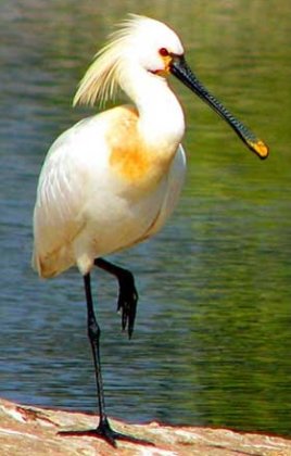 Kusheshwar Asthan Bird Sanctuary in Darbhanga, Bihar
