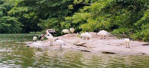 Migratory Birds at Kachuudah Lake