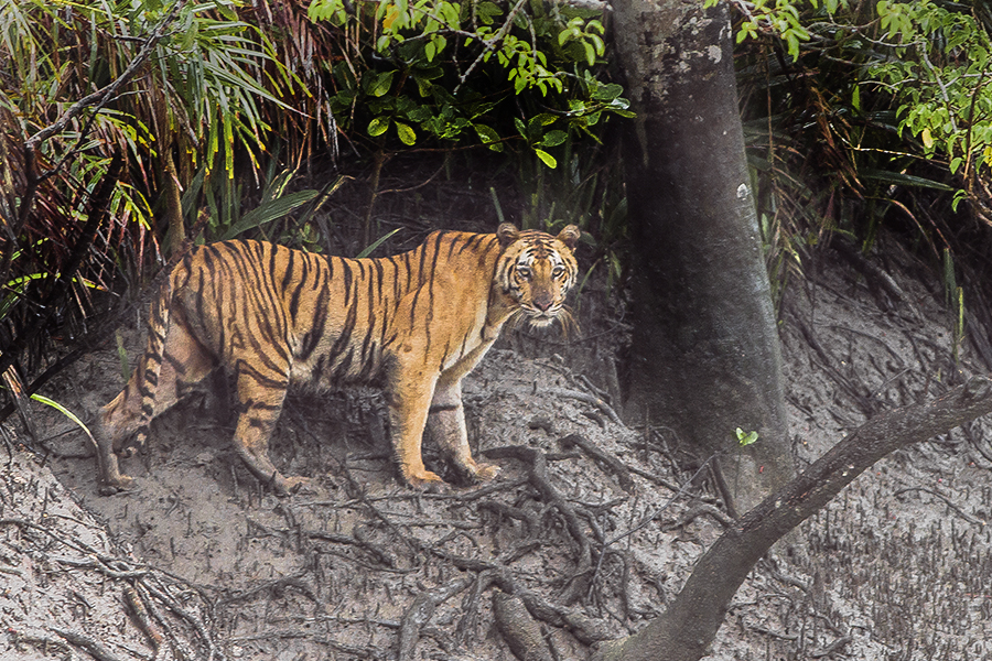 Tiger_Sundarbans_Tiger_Reserve- West Bengal