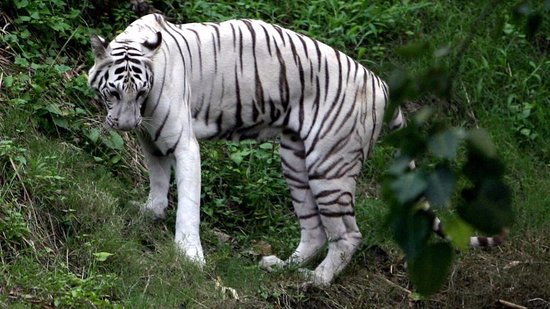 White tiger in Alipore zoo