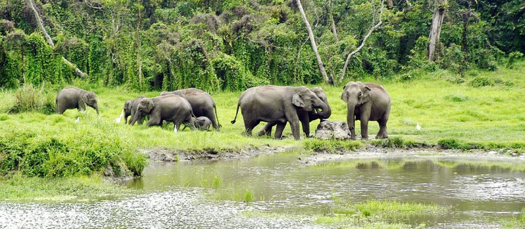 Gorumara-national-Park-West Bengal