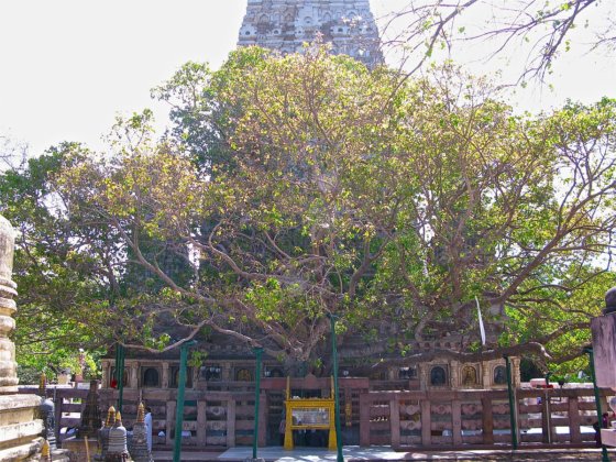 Bodhi tree- gaya- Bihar
