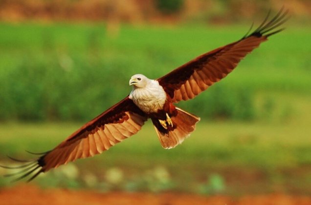 Bird in Udhwa Lake Bird Sanctuary