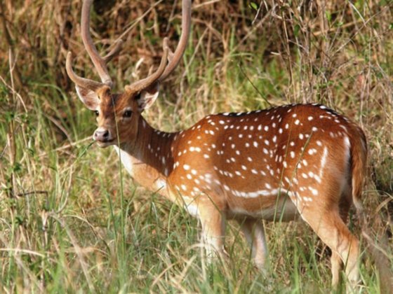 Deer in Bhimbandh Wildlife Sanctuary