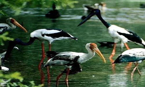 Kanwar Lake Bird Sanctuary in Begusarai district