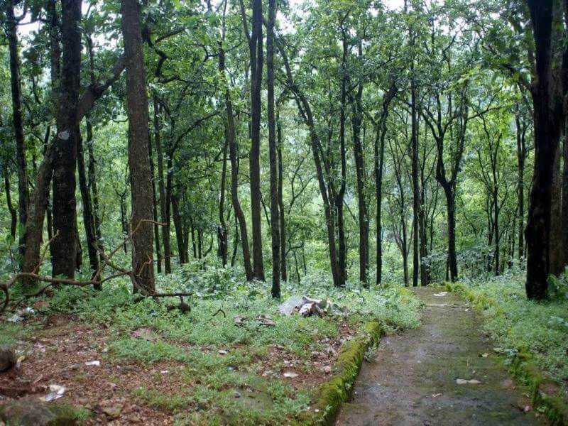 Koderma Reserve Forest in Jharkhand