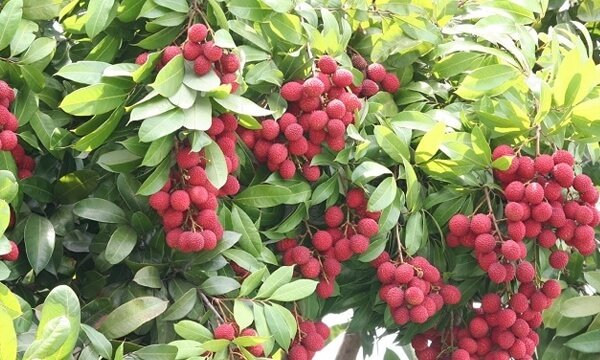 Litchi-Fruit-Farming- Muzaffarpur