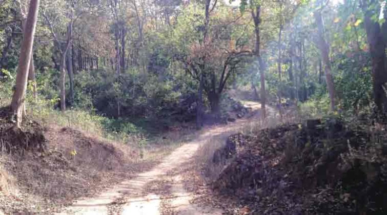 Mid-Dense Forest in Palamu Tiger Reserve, Jharkhand