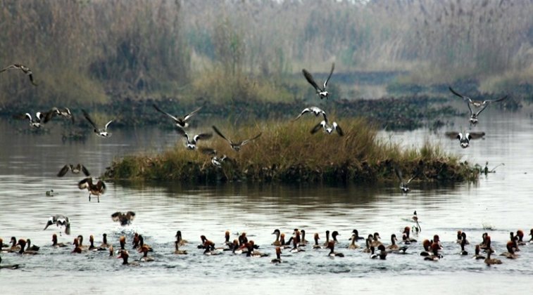 Migratory birds in Bhimbandh Wildlife Sanctuary