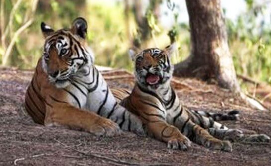 Palamau_Tiger_Reserve