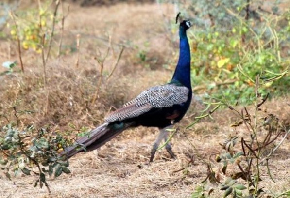 Peacock in Bhimbandh Wildlife Sanctuary