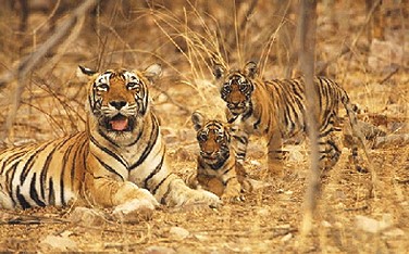 Royal bengal tiger in Bhimbandh Wildlife Sanctuary