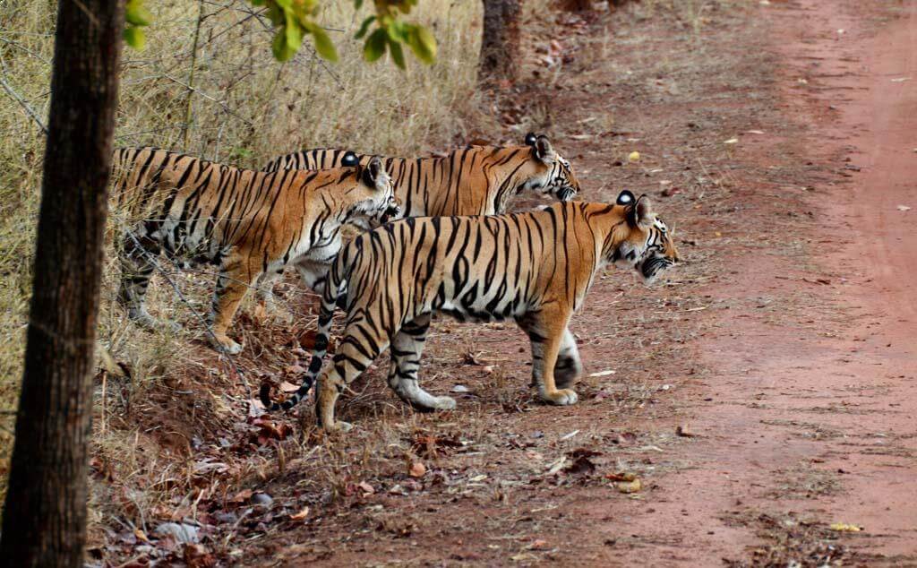 Tiger in Hazaribagh National Park