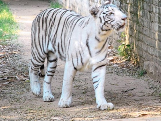 White tiger in sanjay gandhi jaivik udyan patna