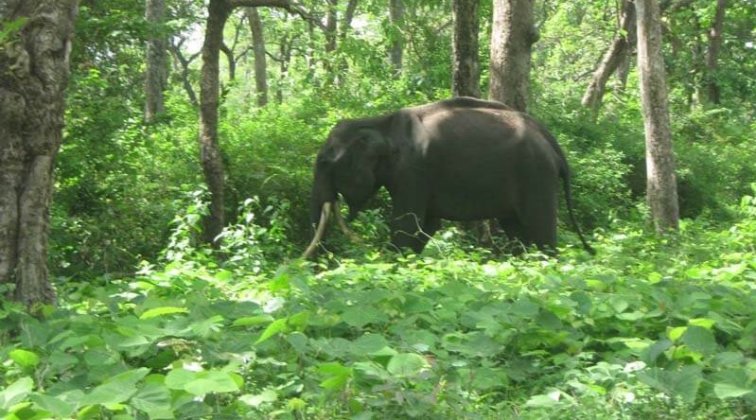 betla-national-park-elephant