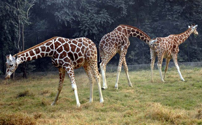 giraffe in sanjay gandhi jaivik udyan patna